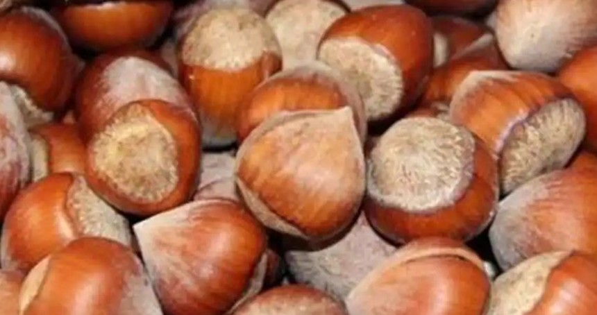 Fındık alım fiyatları belirlendi