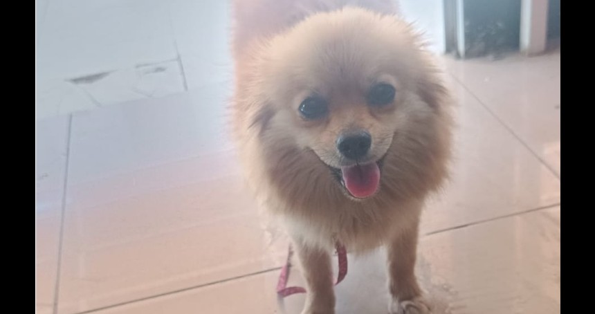 Kayıp Köpek Sahibi Aranıyor!
