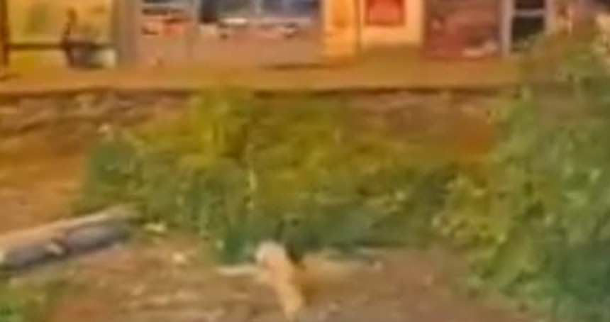 Bingöl’de sessiz ağaç kesimi: Vatandaş tepkili