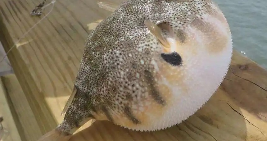 Balon balığı avlayanlara destek artırıldı