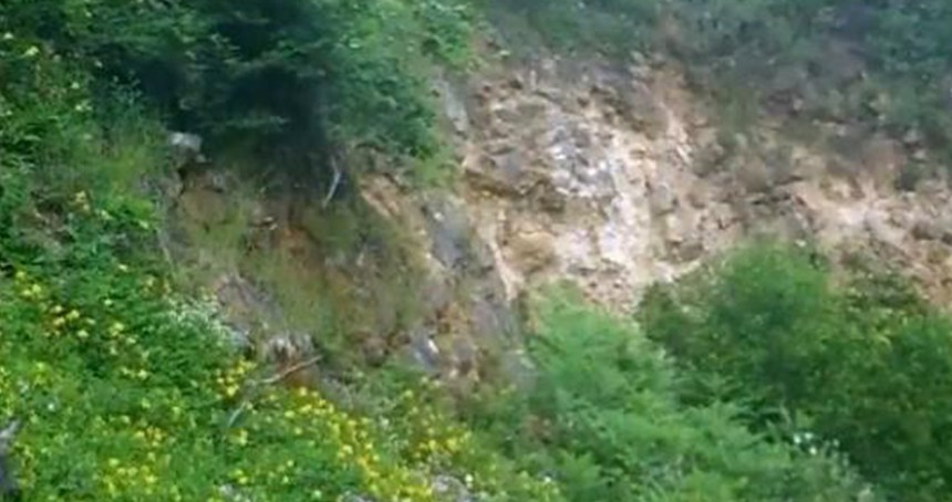 Bursa ormanlarında üç kızılgeyik foto kapanla görüntülendi