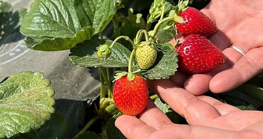 Şirvan’da çilek üretimi başladı: İlçe tarımda yeni bir sayfa açıyor