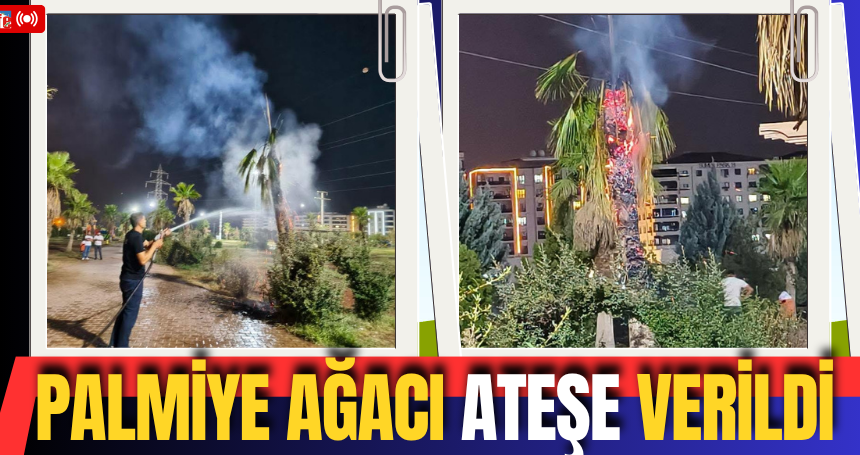 Palmiye ağacı ateşe verildi