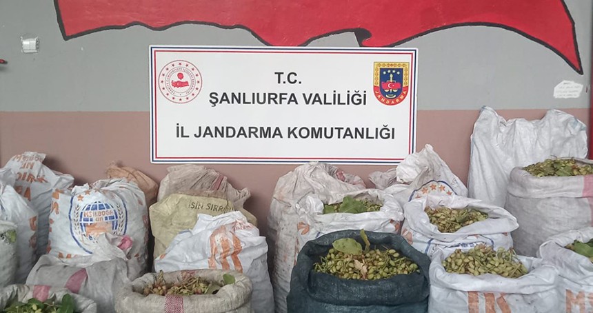 Şanlıurfa’da Antep fıstığı hırsızlığı operasyonu