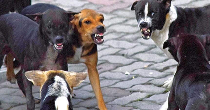 Şanlıurfa'da vatandaşlardan başıboş köpekler için çözüm çağrısı