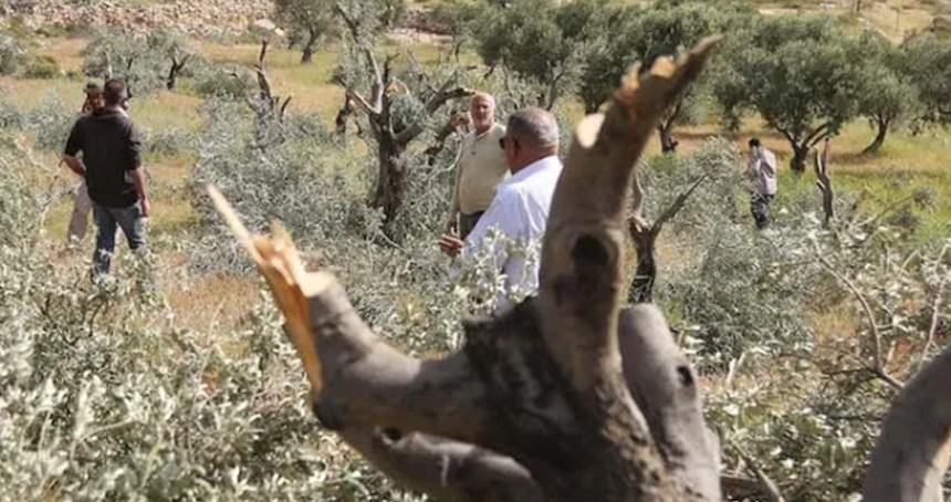 Yahudi çeteler Batı Şeria’da Filistinlilere ait zeytin, üzüm ve badem ağaçlarını kesti