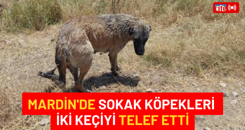 Mardin'de sokak köpekleri iki keçiyi telef etti