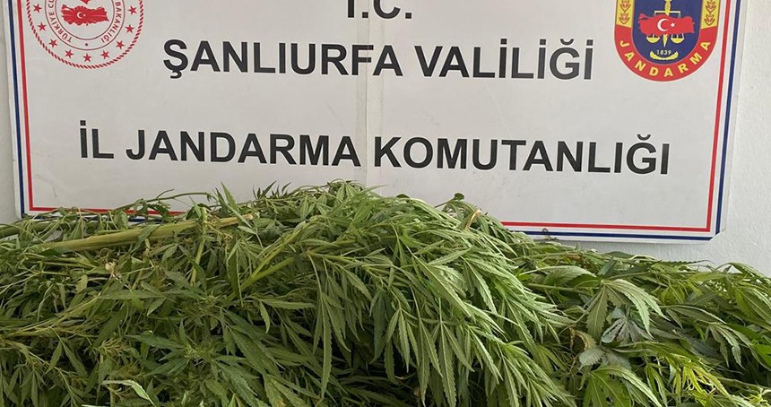 Şanlıurfa’da jandarmadan uyuşturucu operasyonu
