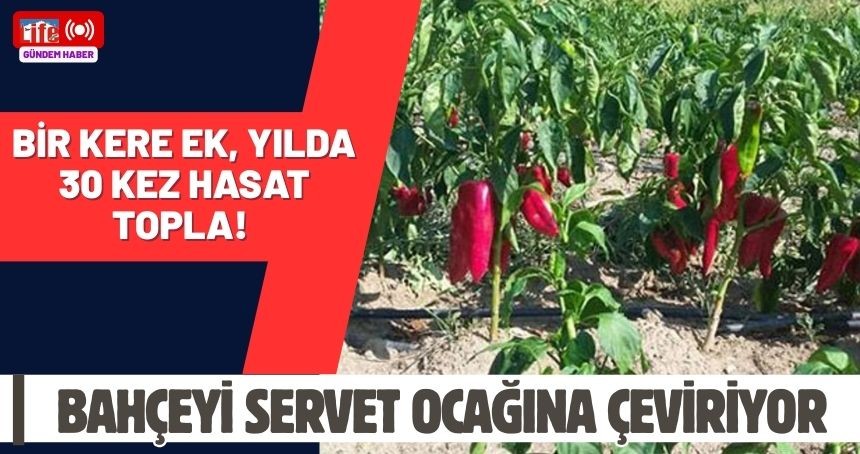 Bir kere ek, yılda 30 kez hasat topla! Bahçeyi servet ocağına çeviriyor