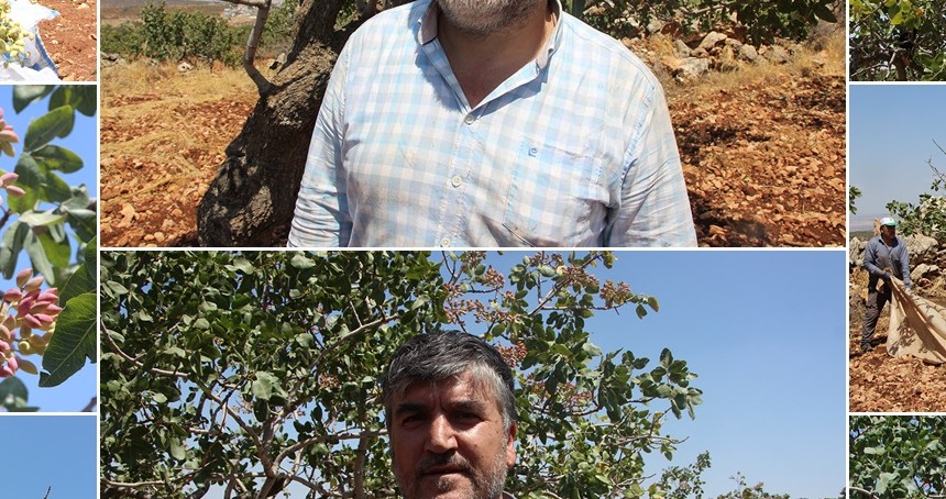 Fıstık üreticisi: Rekolte düşük, fiyatlar iyi