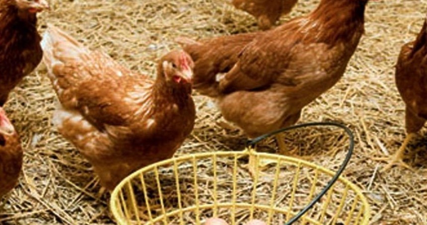 Haziranda tavuk eti üretimi arttı, yumurta üretimi azaldı