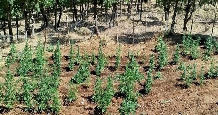 Bingöl’de 8 bin 332 kök kenevir ele geçirildi
