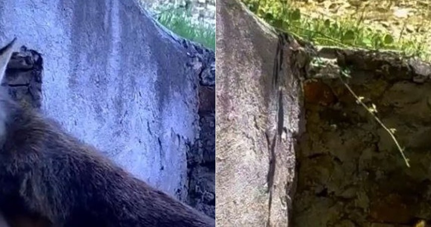 Bursa’da aynı çeşmeden su içen tilki ve sincap, foto kapanla görüntülendi