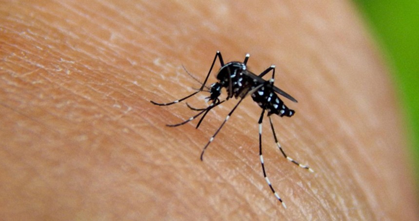 Chikungunya virüsü hızla yayılıyor: 16 Ülkede 240 binden fazla vaka