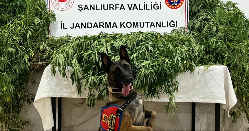 Şanlıurfa’da uyuşturucu operasyonu: 12 şüpheli gözaltında