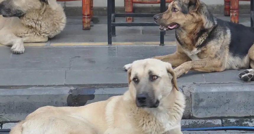 İstanbul Valiliği’nden okullar açılmadan önce başıboş sokak hayvanları talimatı