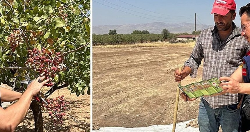 Siirt’in İkizbağlar köyünde fıstık üretimi olumsuz hava koşullarına rağmen korundu