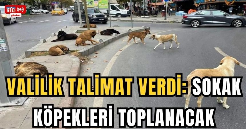 Valilik talimat verdi: Sokak köpekleri toplanacak