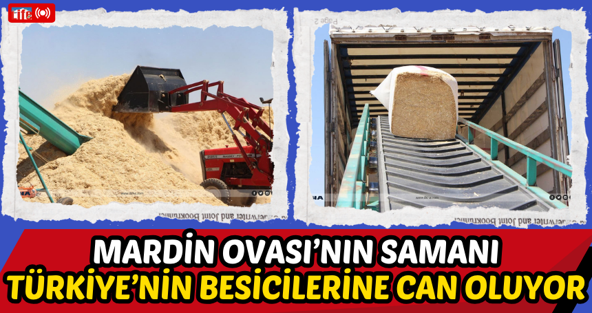 Mardin Ovası’nın Samanı Türkiye’nin Besicilerine Can Oluyor