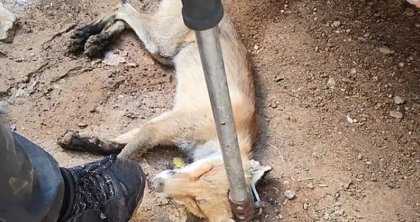 Siirt’in Kurtalan ilçesinde bahçeye giren tilki doğaya bırakıldı