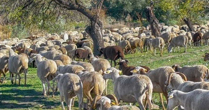 Yunanistan'da bir hayvan çiftliği koyun çiçeği korkusu nedeniyle karantinaya alındı