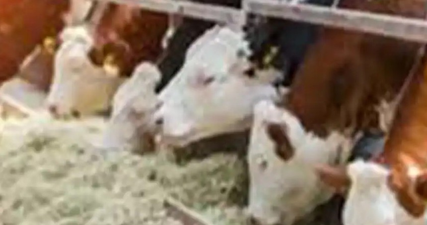 Hayvan desteklemeleri için başvuru süreci başladı