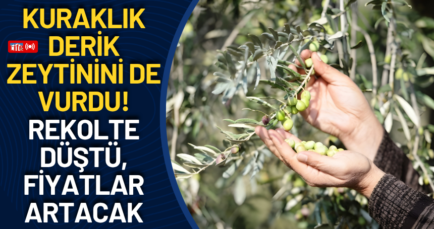 Kuraklık Derik Zeytinini de vurdu! Rekolte Düştü, Fiyatlar Artacak