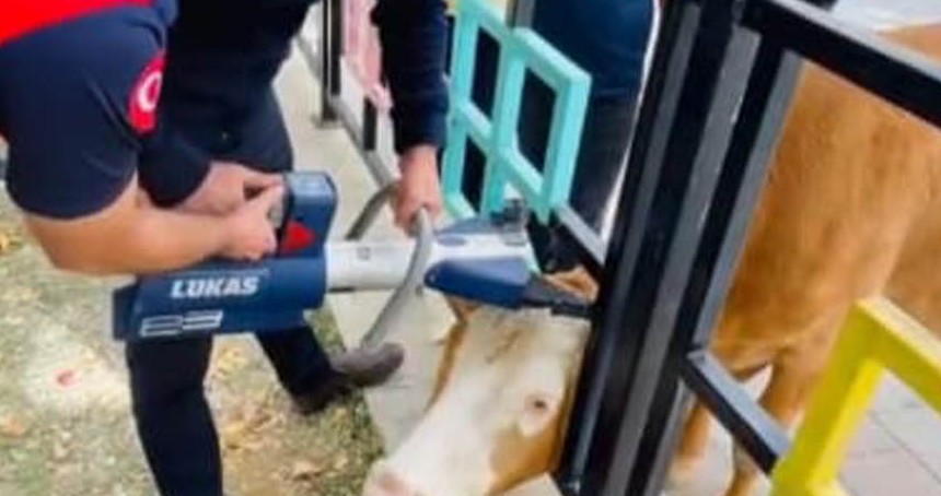 Bingöl’de demir korkuluklara sıkışan inek, itfaiye ekiplerince kurtarıldı