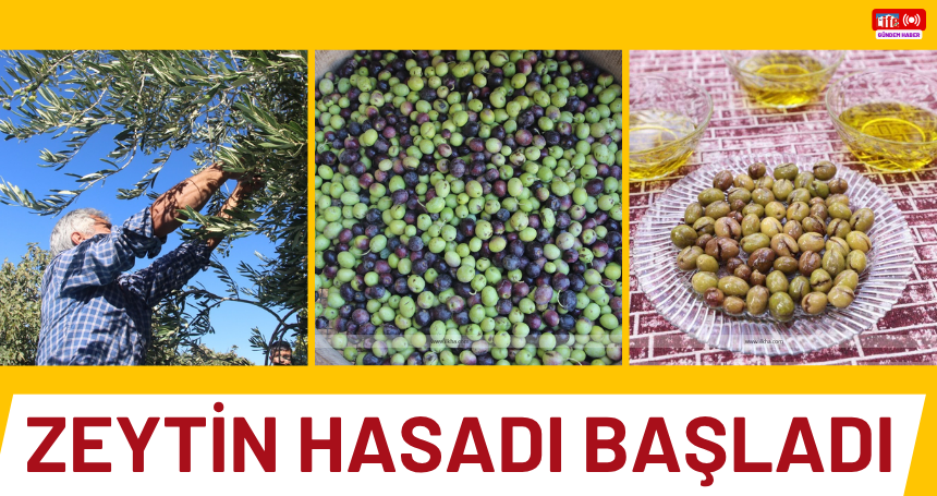 Zeytin hasadı başladı