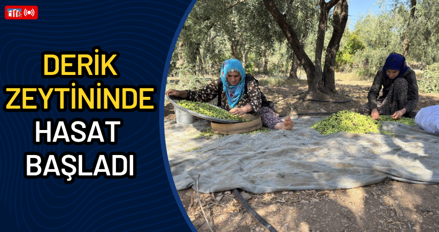 Derik zeytininde hasat başladı