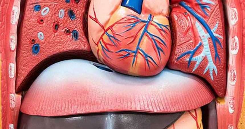 Bağışlanan her organ, filizlenen yeni bir hayattır