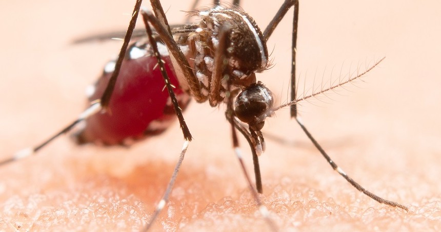 Bilim dünyası sıtmayı genetik yöntemle durdurmak istiyor