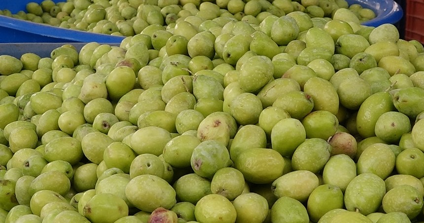 Yeni mahsul zeytin sezonu açıldı
