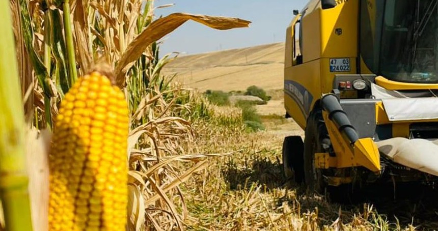 Mardin Ovası'nda mısır hasadı başladı: Verim iyi, fiyat çiftçiyi hayal kırıklığına uğrattı