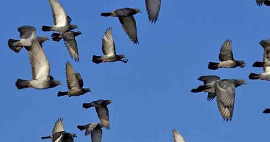 Rusya, uzaktan yönlendirilebilen "biyo-drone" güvercinler geliştirdi