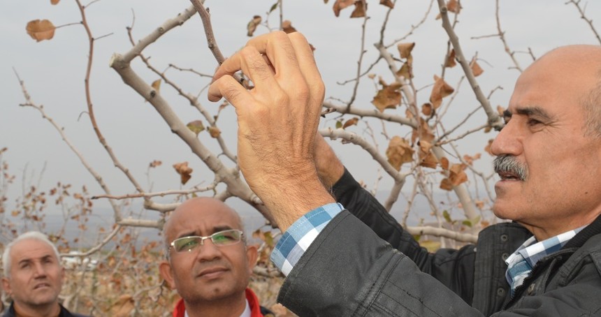 Siirt Fıstığında yanlış budama hem verimi bitiriyor hem zararlıları davet ediyor