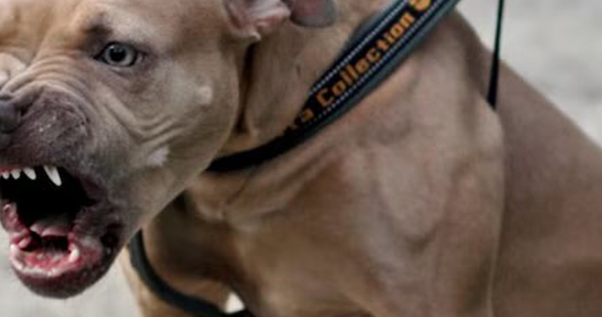 Ankara'da pitbull dehşeti: 2 küçük kardeş saldırıya uğradı