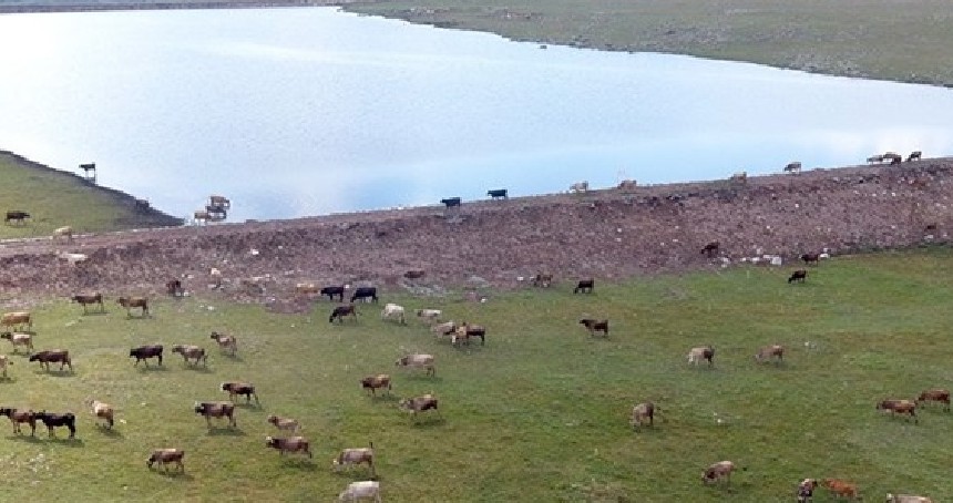 Erzurum’da gölet yapımıyla hayvancılığa destek sağlanıyor