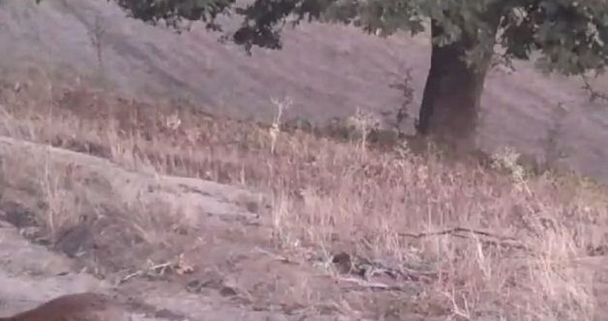 Foto kapanlar kızıl tilkilerin gündüz aktifliğini ortaya çıkardı