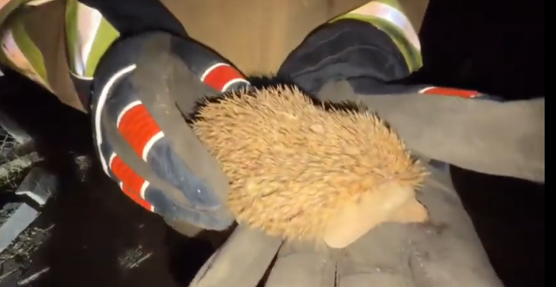 Image description